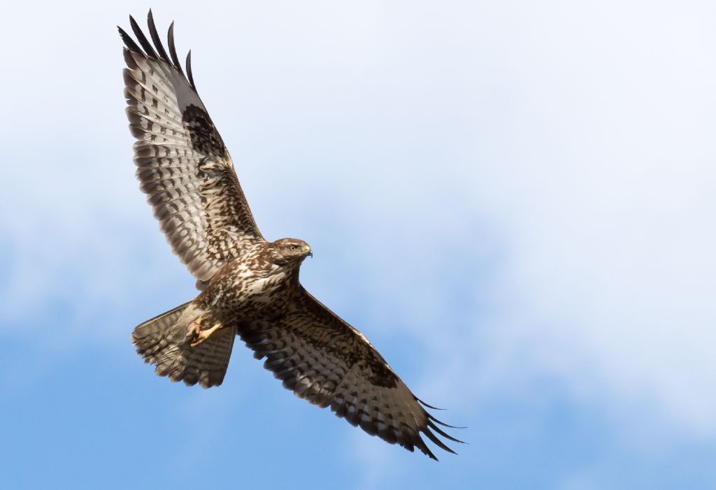 Poiana (Buteo buteo)